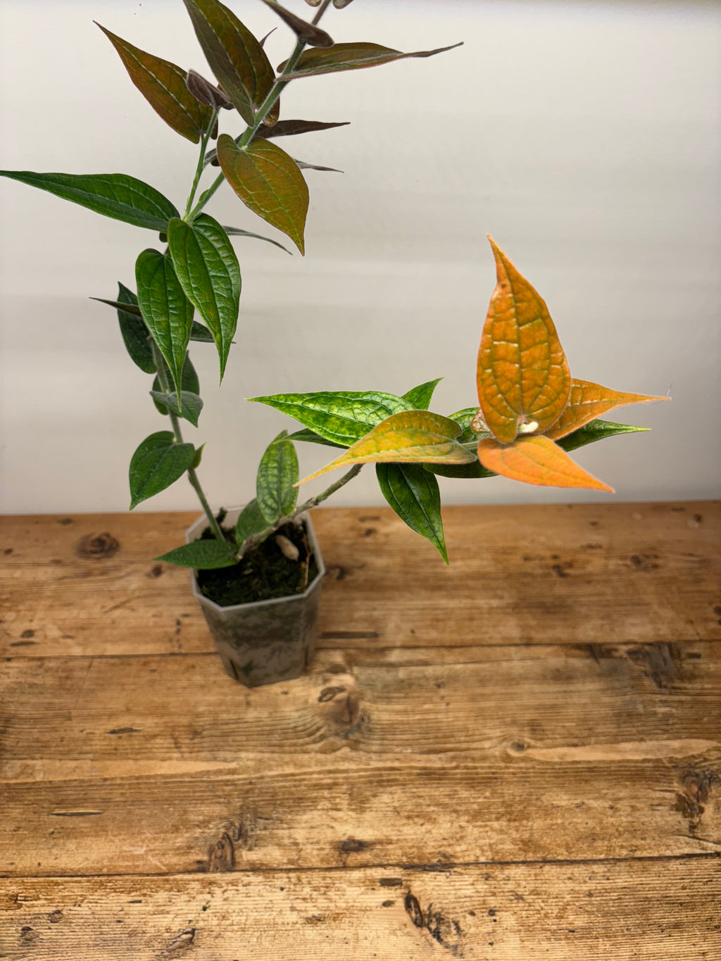 Ceratostema lanigerum