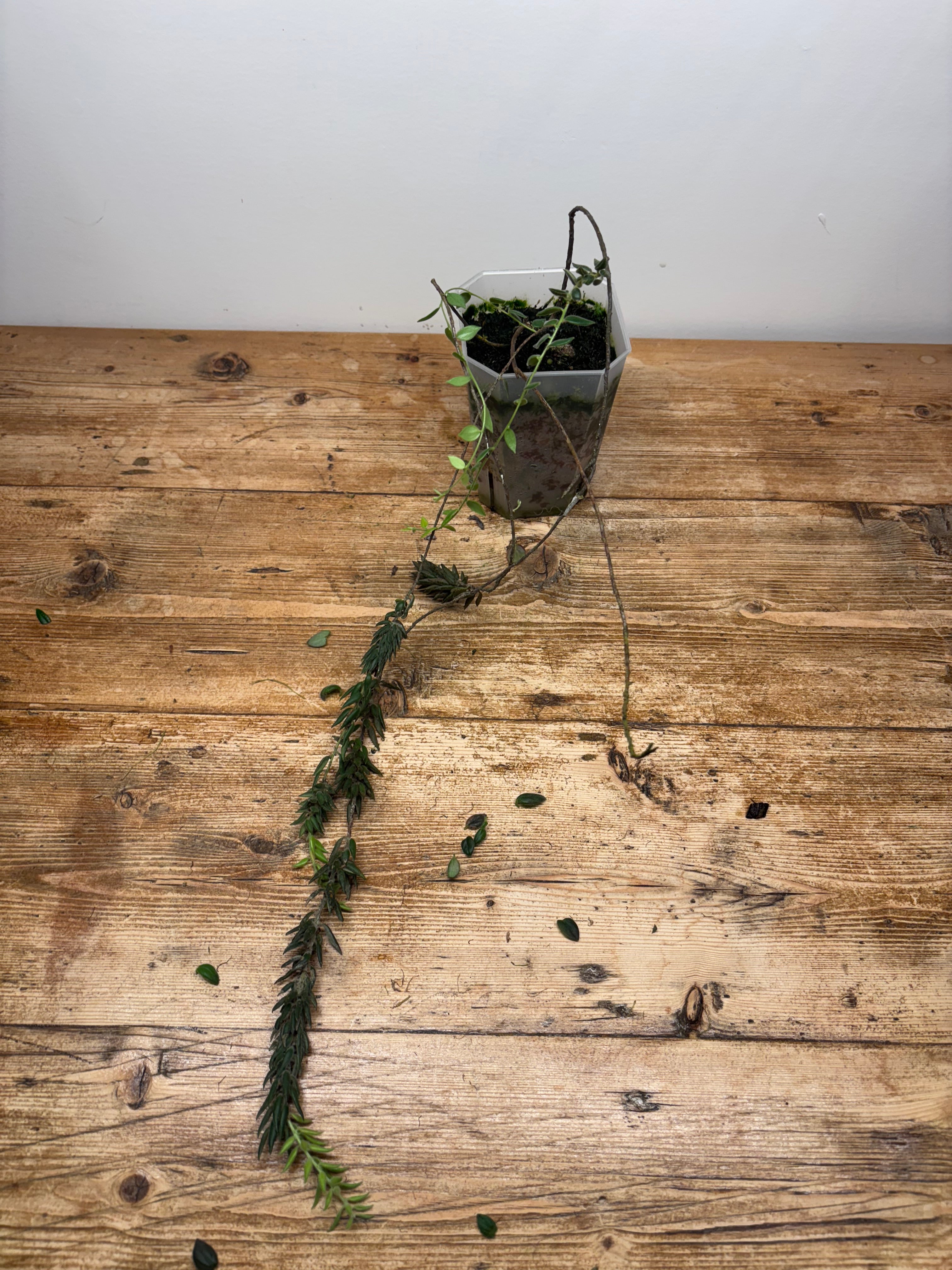 Disterigma chriscanadayi