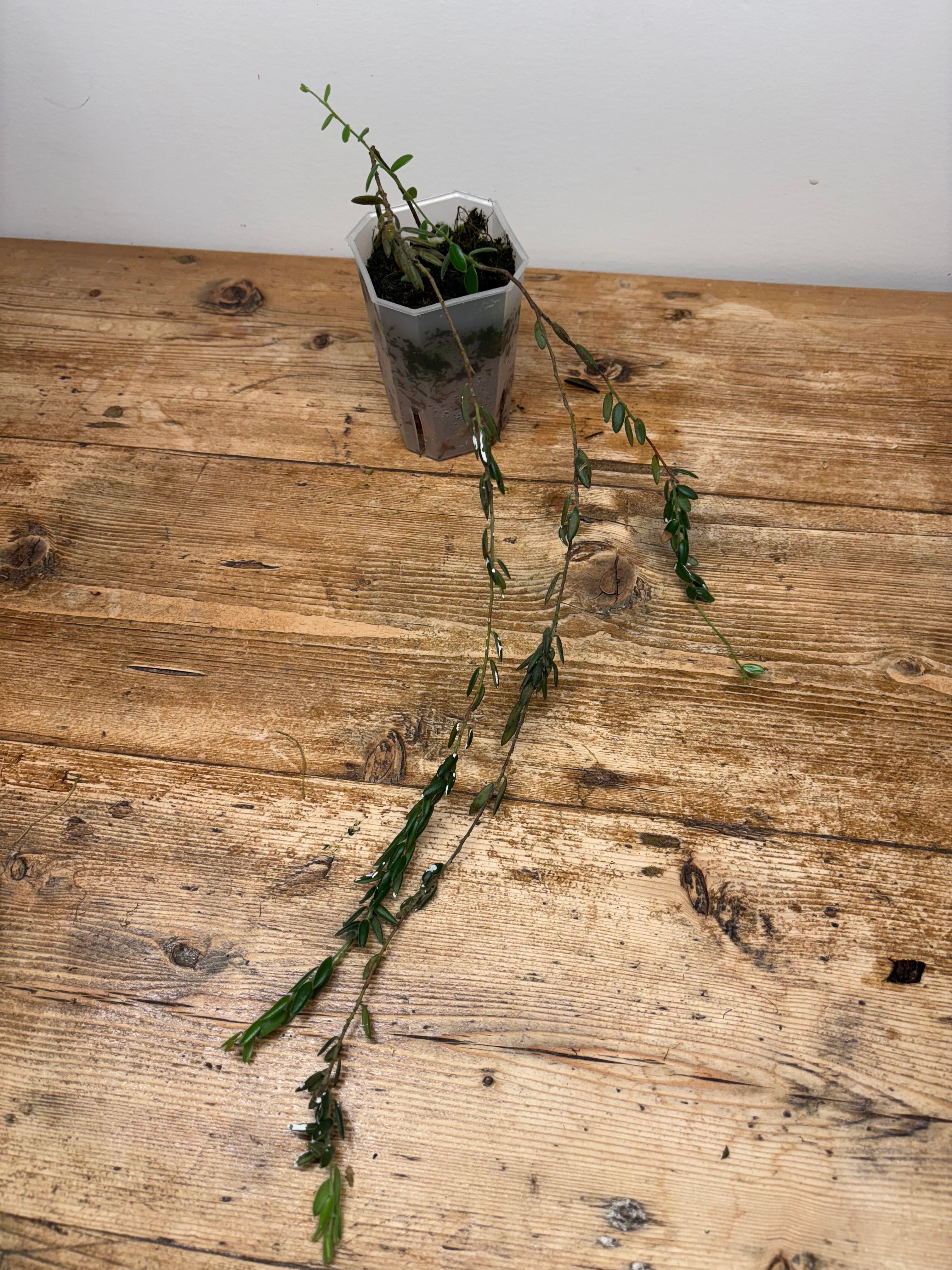 Disterigma chriscanadayi