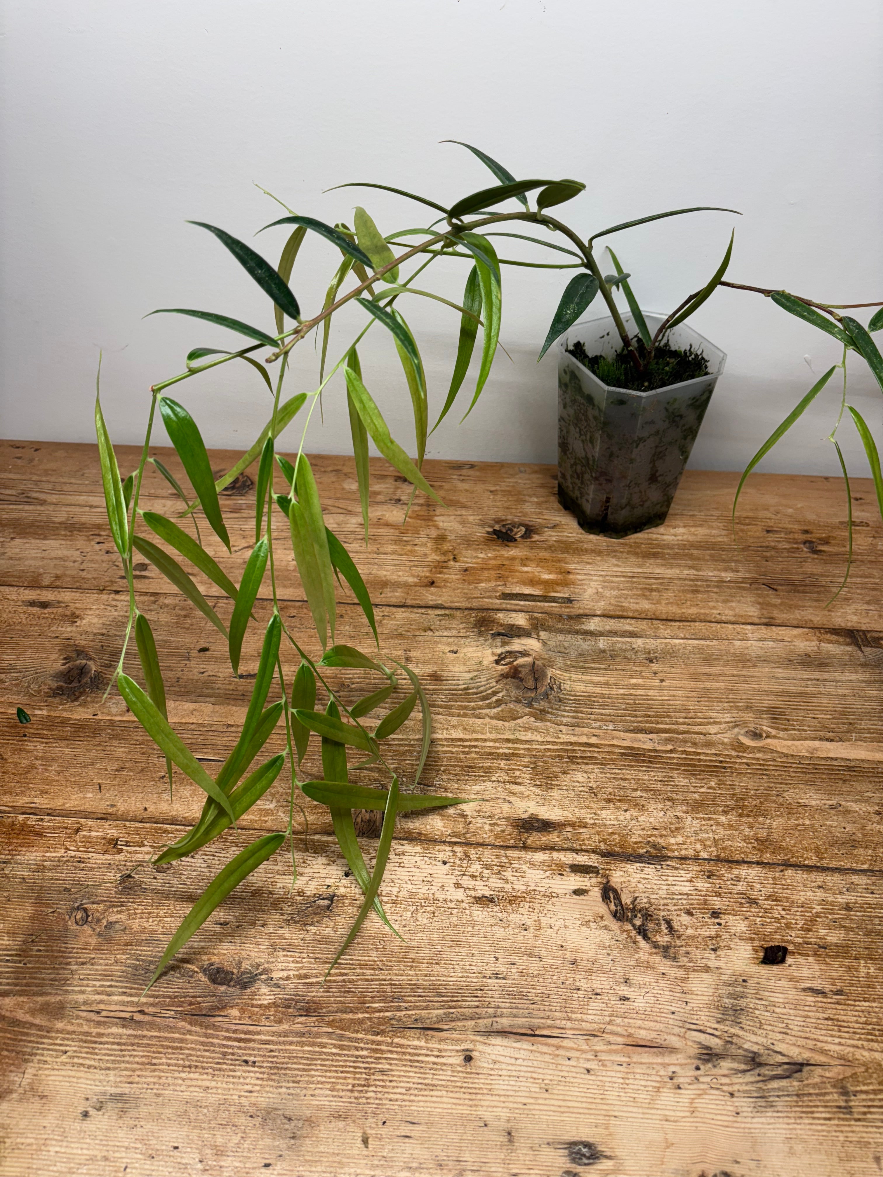 Ceratostema guachizacae