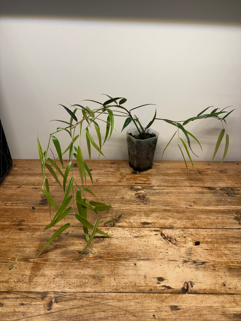 Ceratostema guachizacae