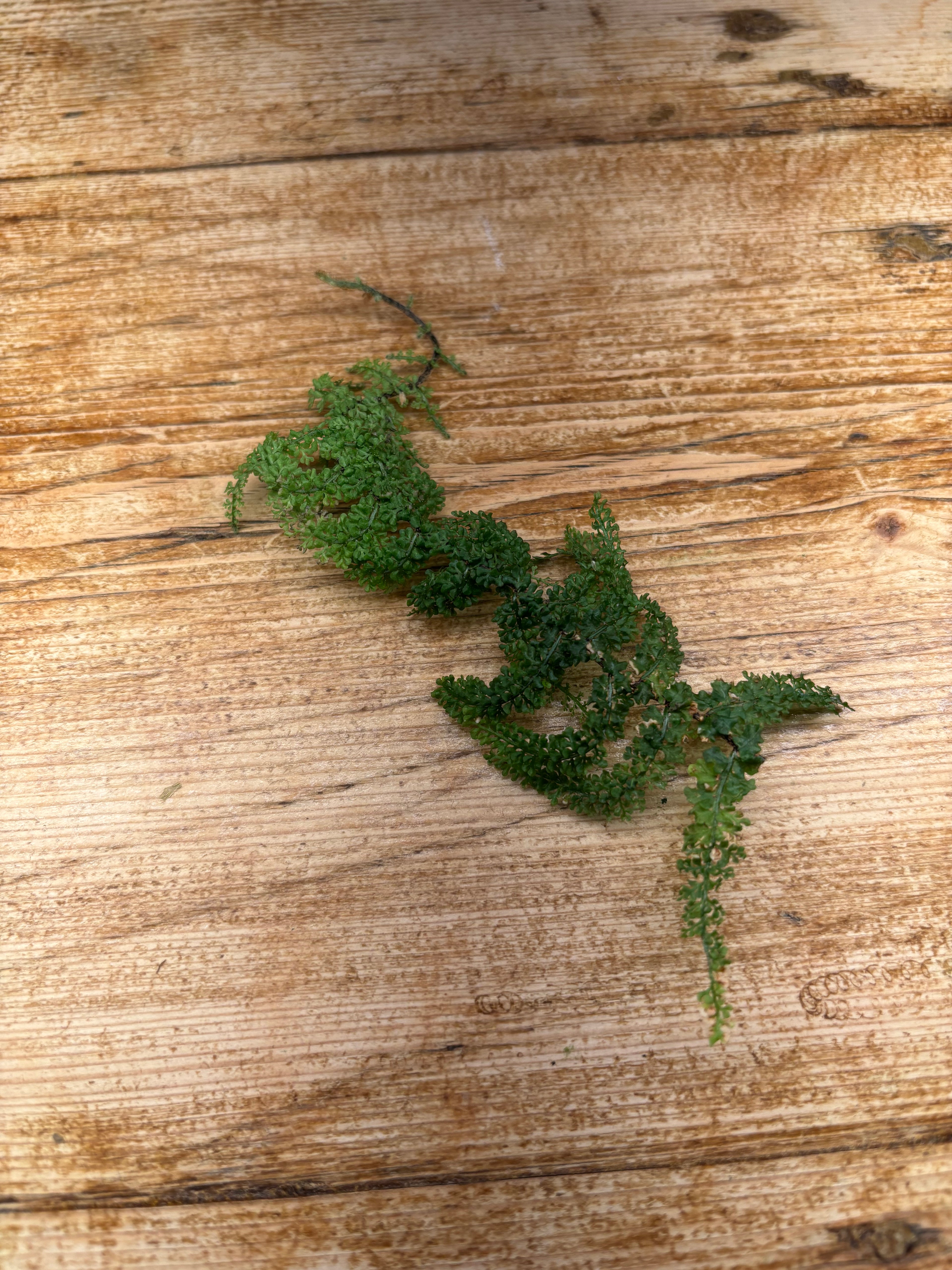 Teratophyllum sp. (Sumatra)