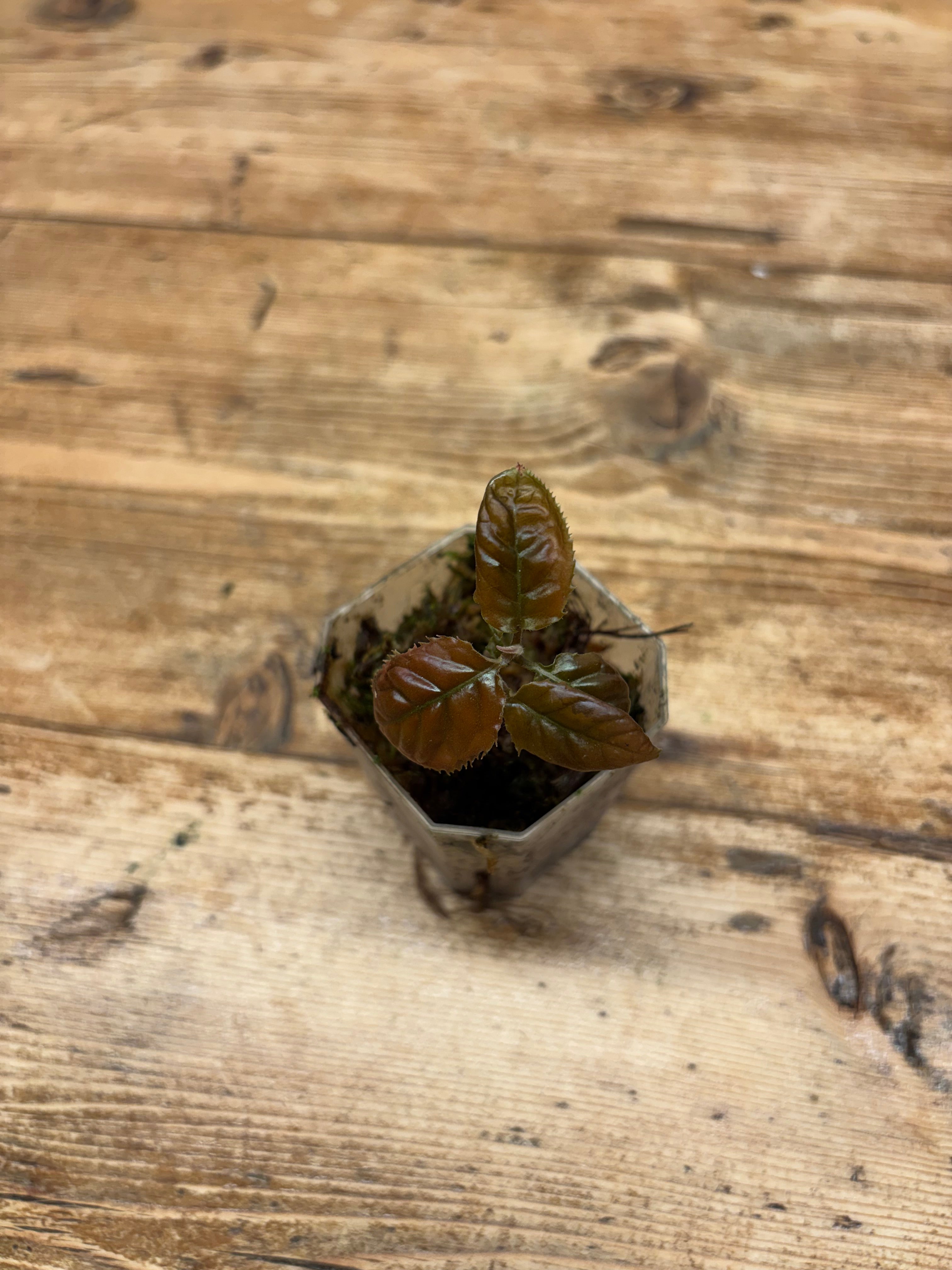 Ardisia sp. (Bengkulu)