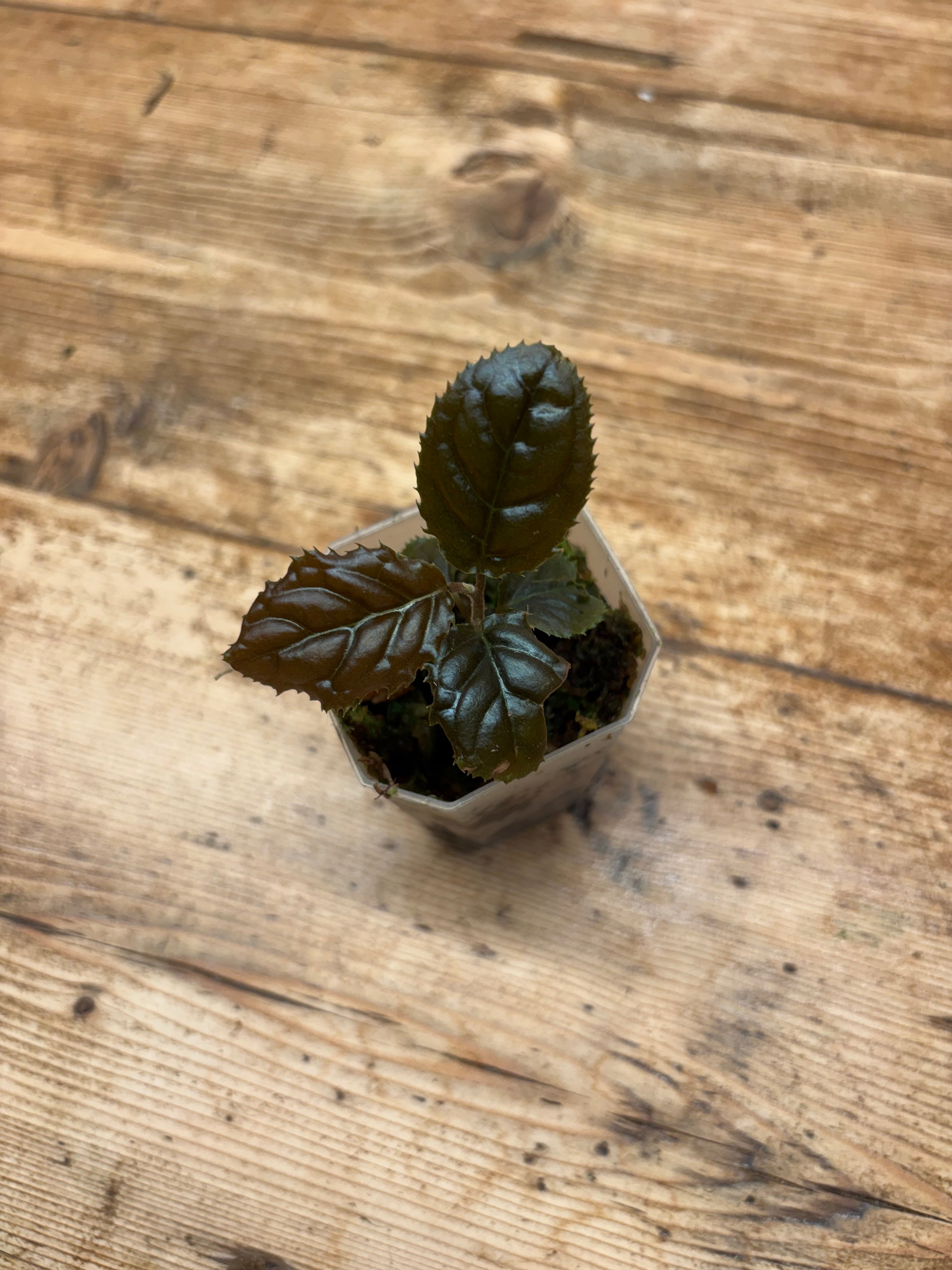 Ardisia sp. (Bengkulu)