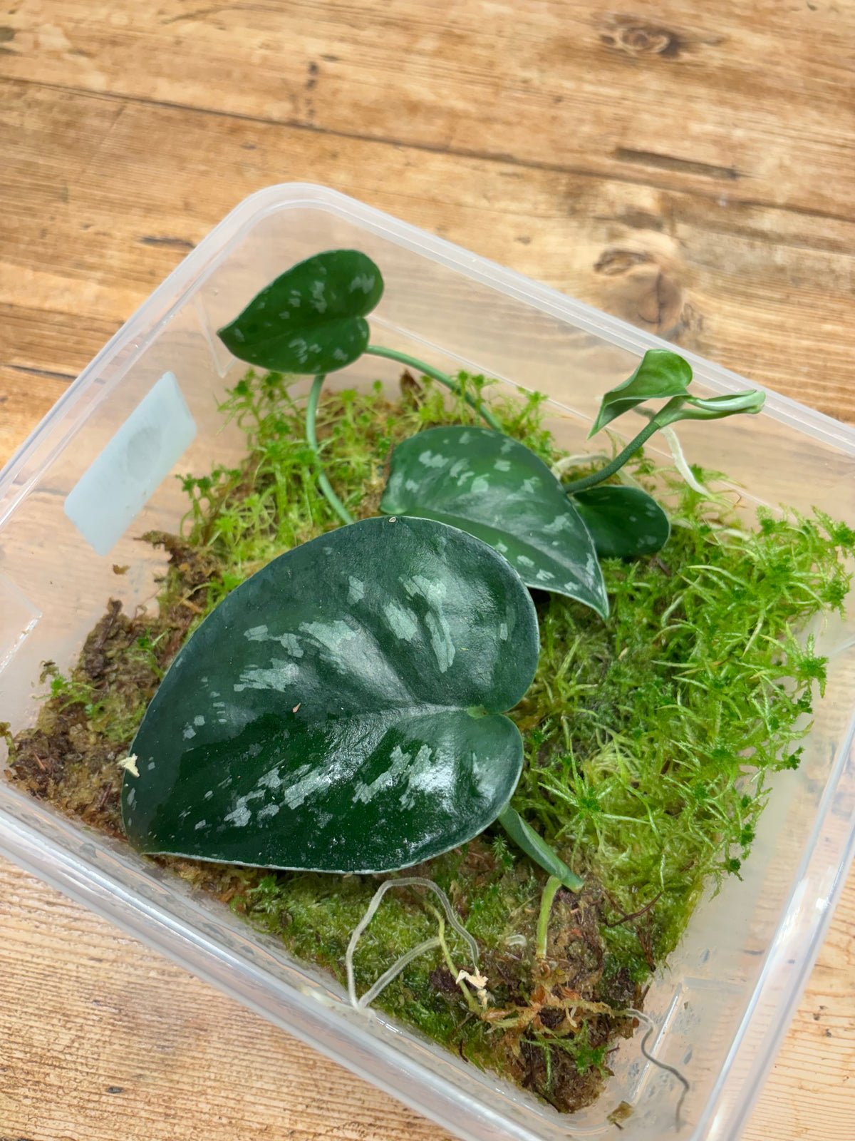 Scindapsus – Willy's Tillys