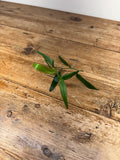 Pothos species (Borneo, Indonesia)