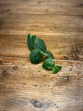 Pothos ovatifolius (Quezon Provence, Phillipines)