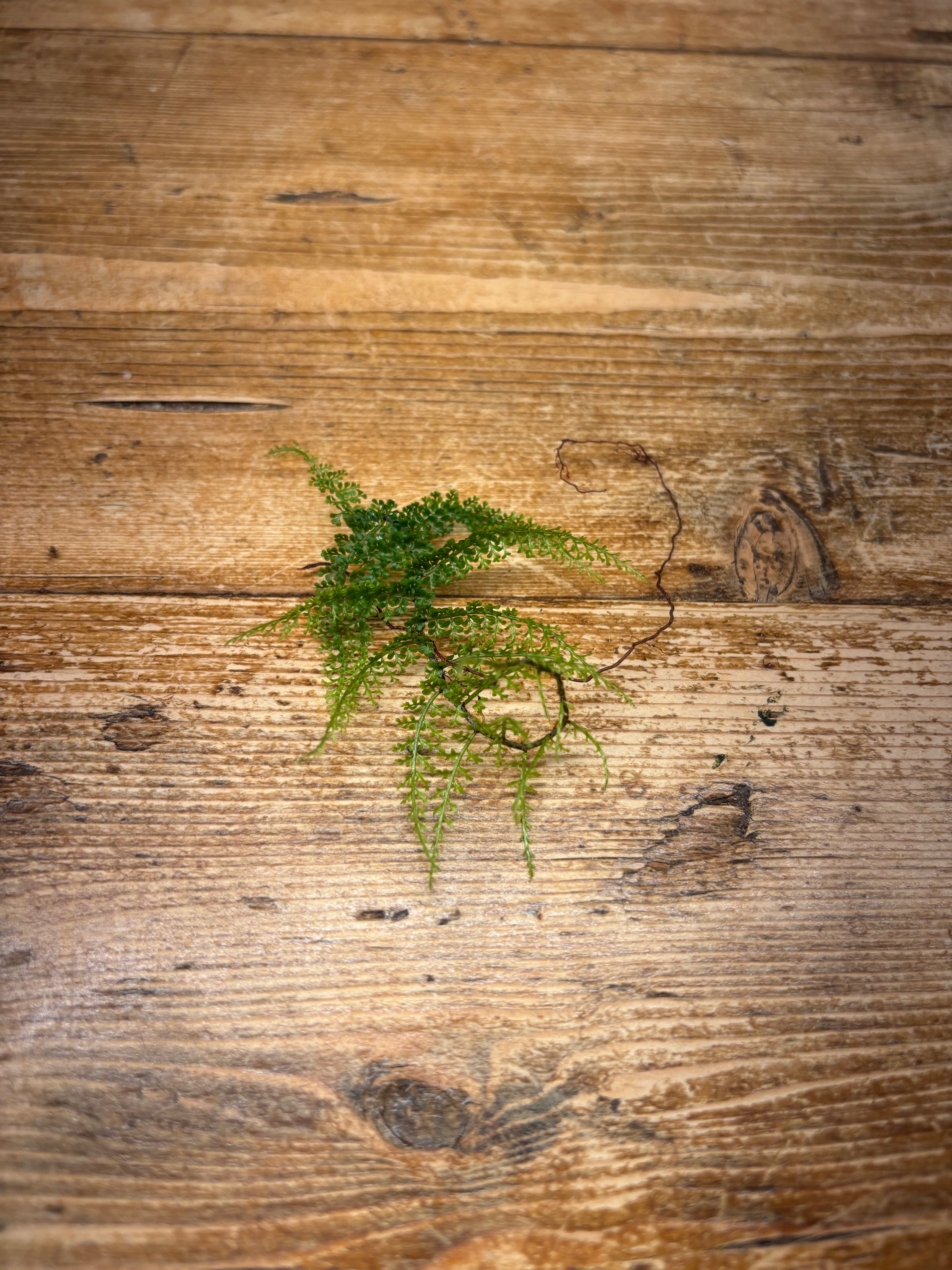 Teratophyllum species (Sumatra, Indonesia)