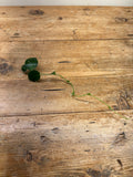 Pothos ovatifolius (Quezon Provence, Phillipines)