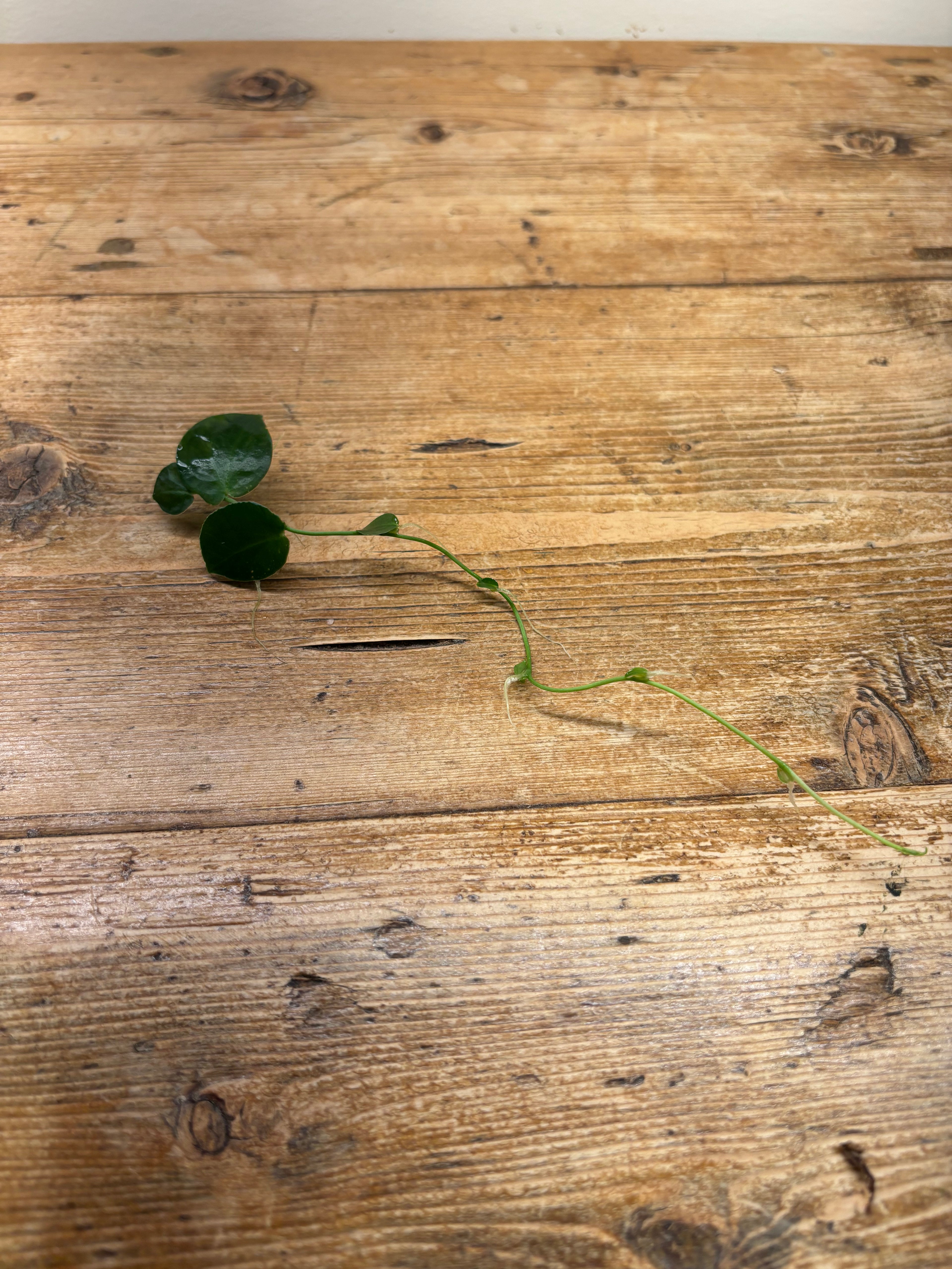 Pothos ovatifolius (Quezon Provence, Phillipines)