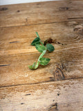 Rhaphidophora hayi variegated
