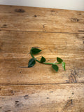 Rhaphidophora hongkongensis