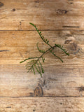 Teratophyllum species (Borneo, Indonesia)