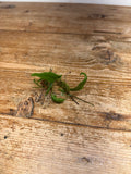 Microgramma species (EQ112021)