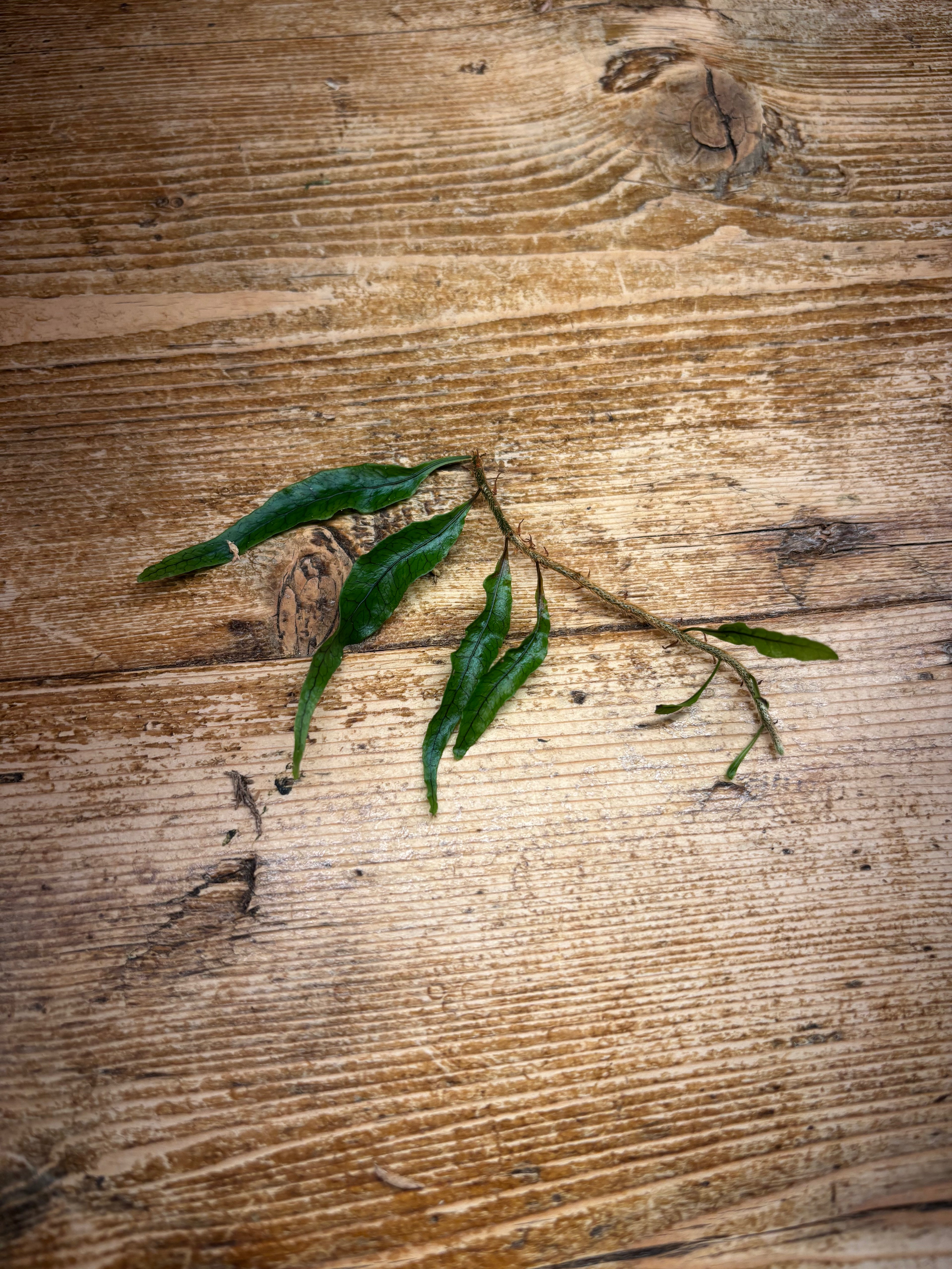 Microgramma lycopodioides