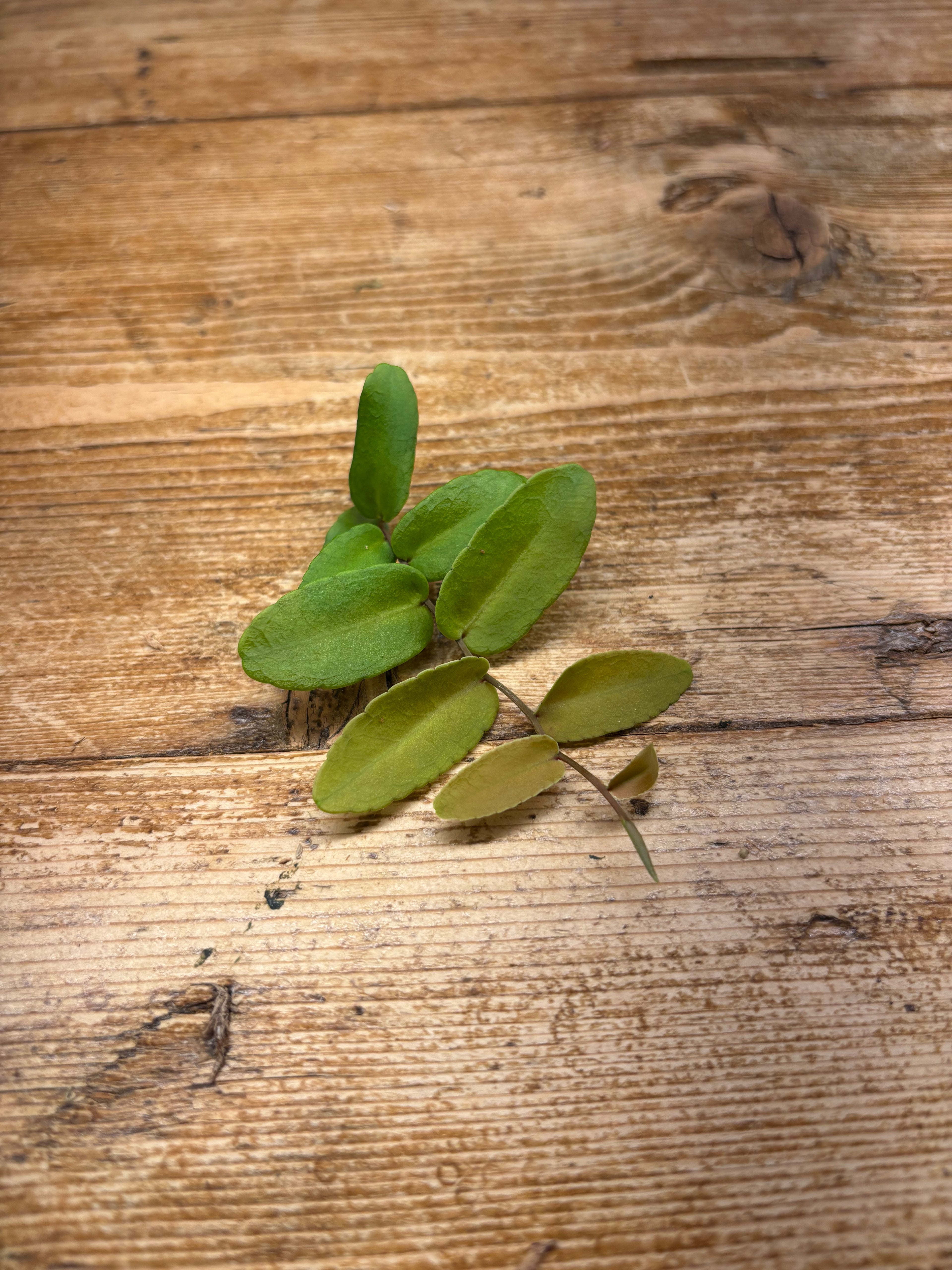 Marcgravia sp. 'Mimii'