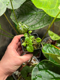 Anthurium vittarifolium