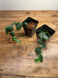 Pothos ovatifolius (Quezon Provence, Phillipines)