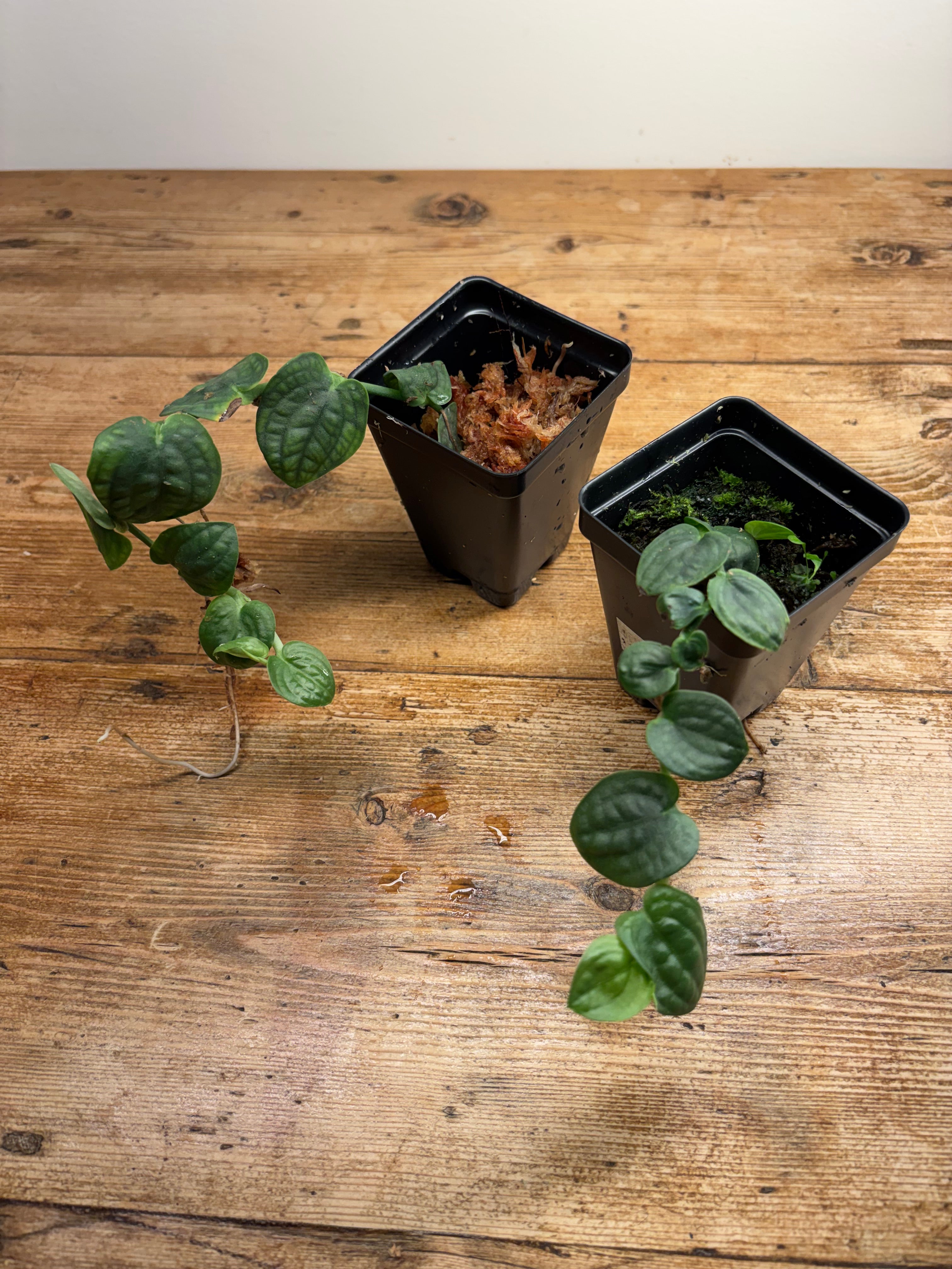 Pothos ovatifolius (Quezon Provence, Phillipines)