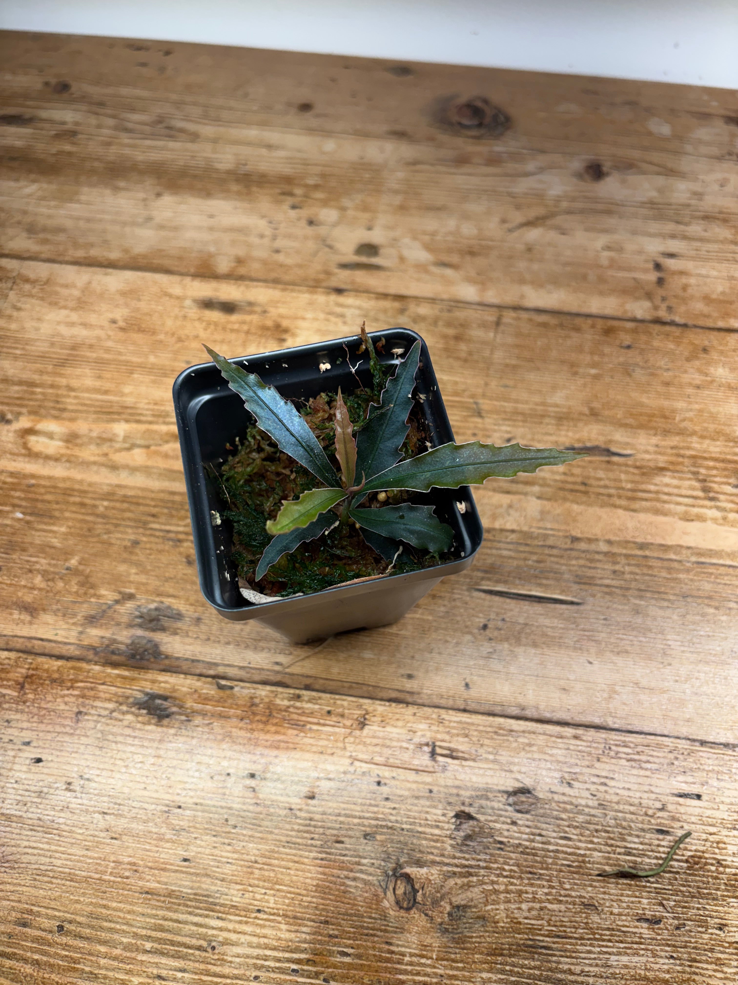 Labisia sp. 'Ferny'