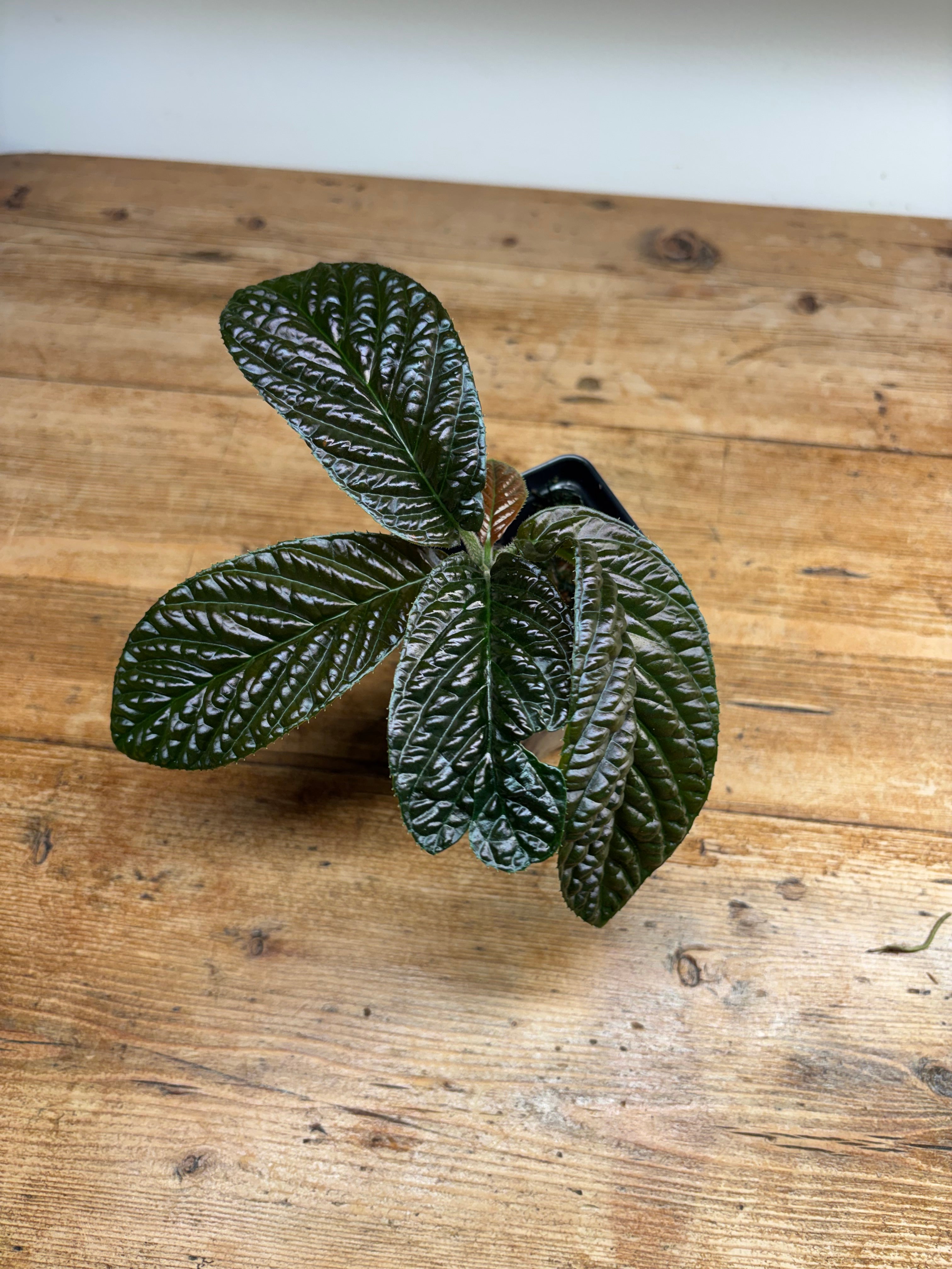 Labisia species 'Copper Corrugated'