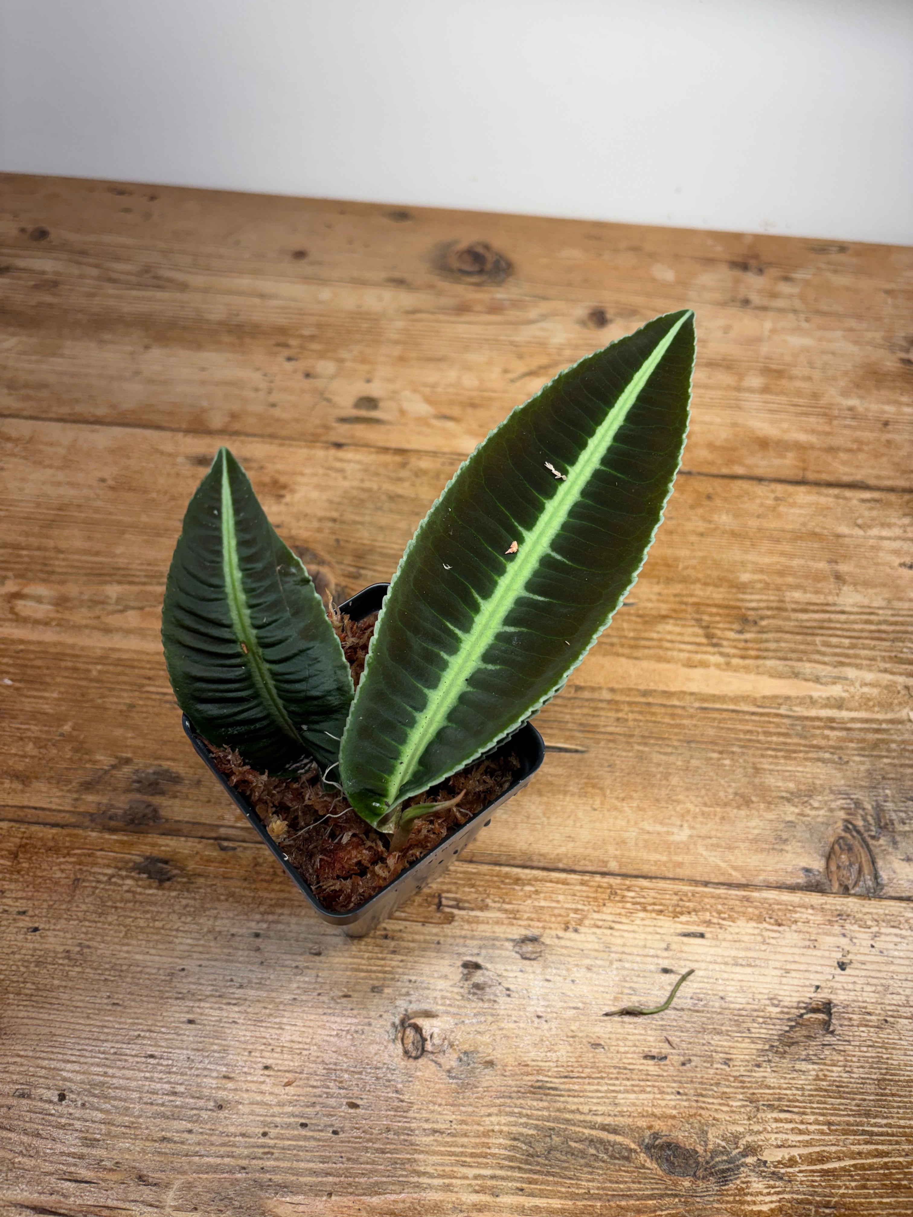 Labisia species (Jambi, Indonesia)