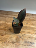 Labisia species 'Neon Stripe'