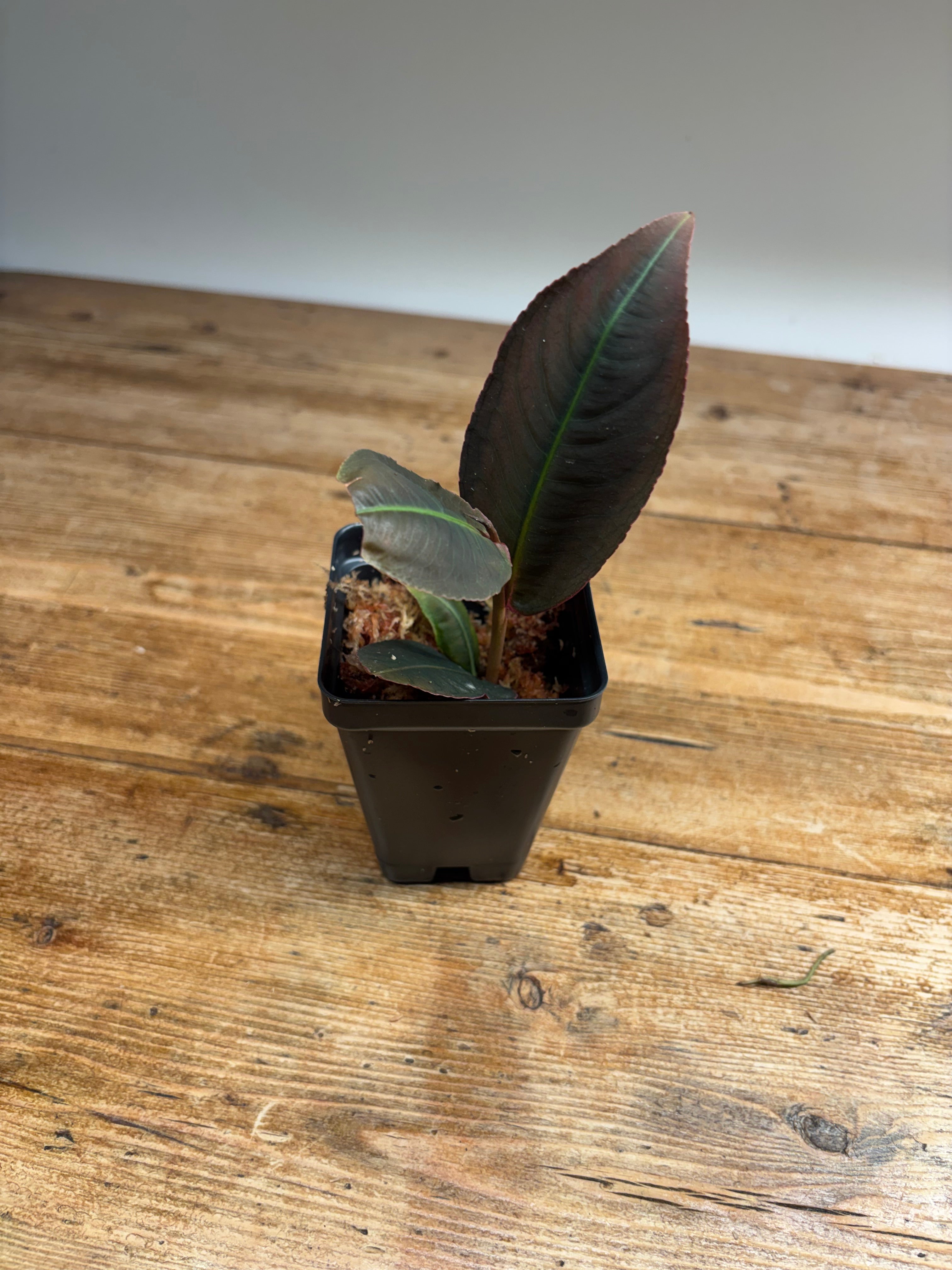 Labisia species 'Neon Stripe'