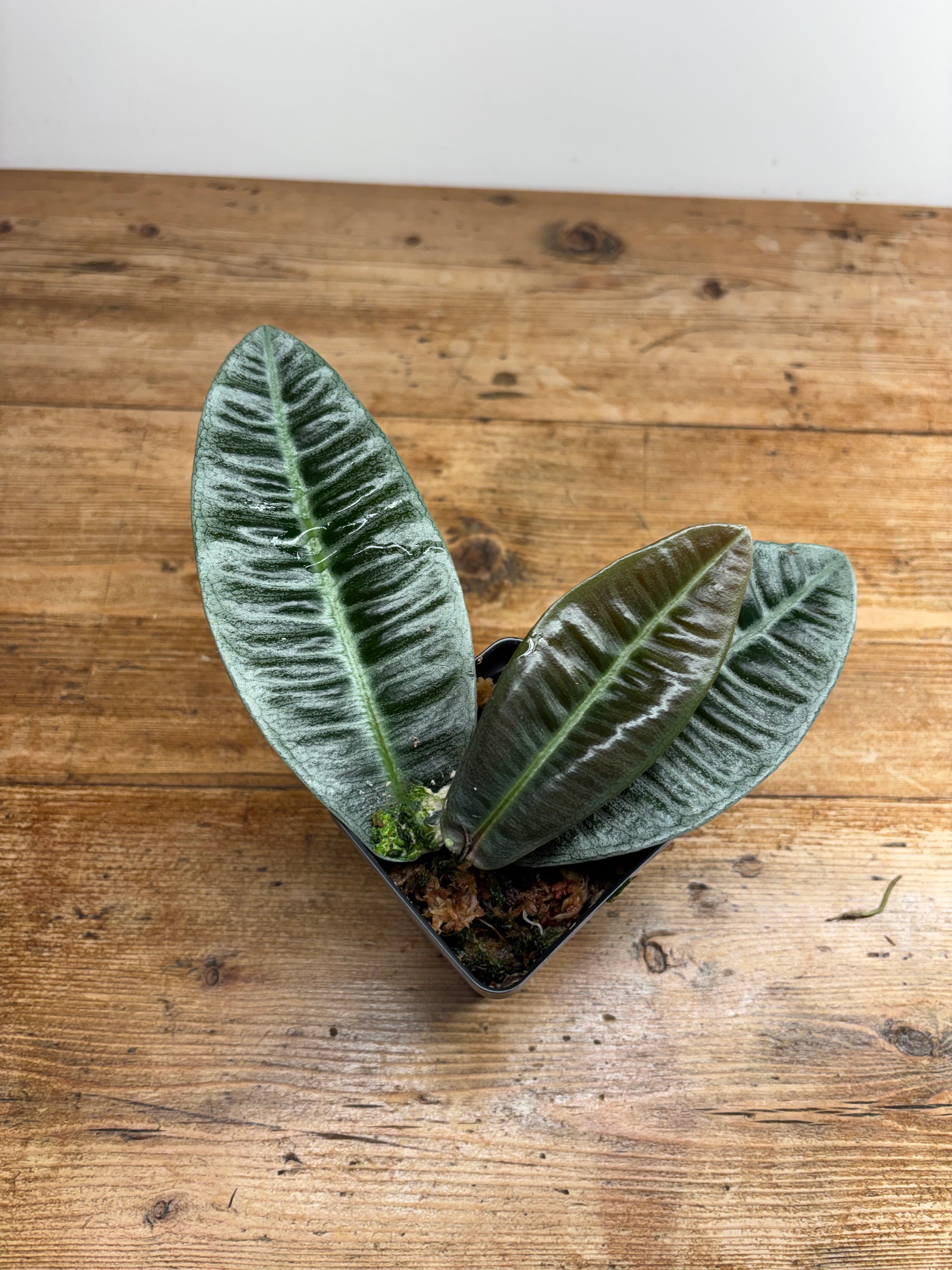 Labisia species 'Powder Blue'