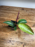 Labisia species