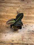 Labisia species