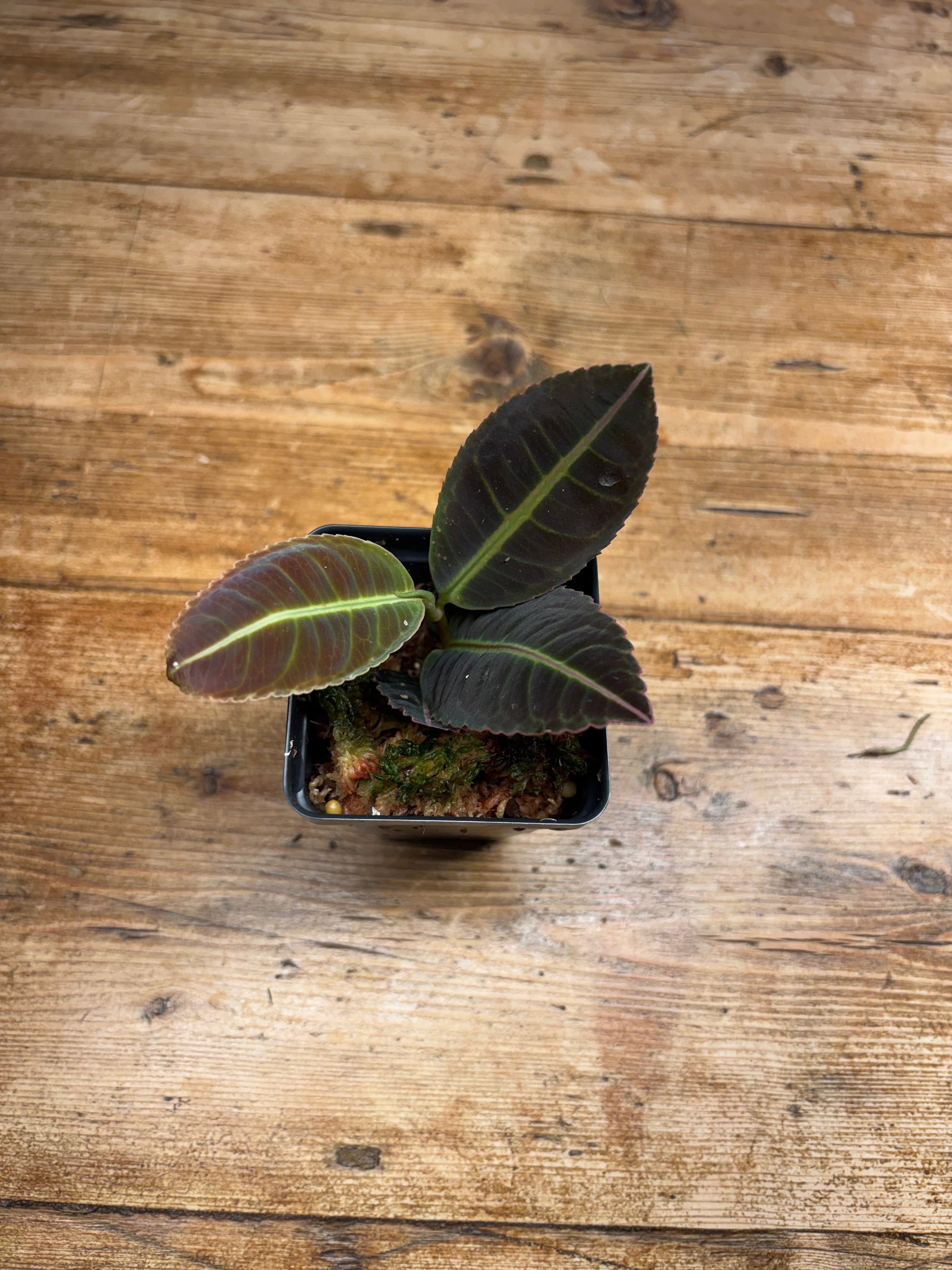 Labisia species