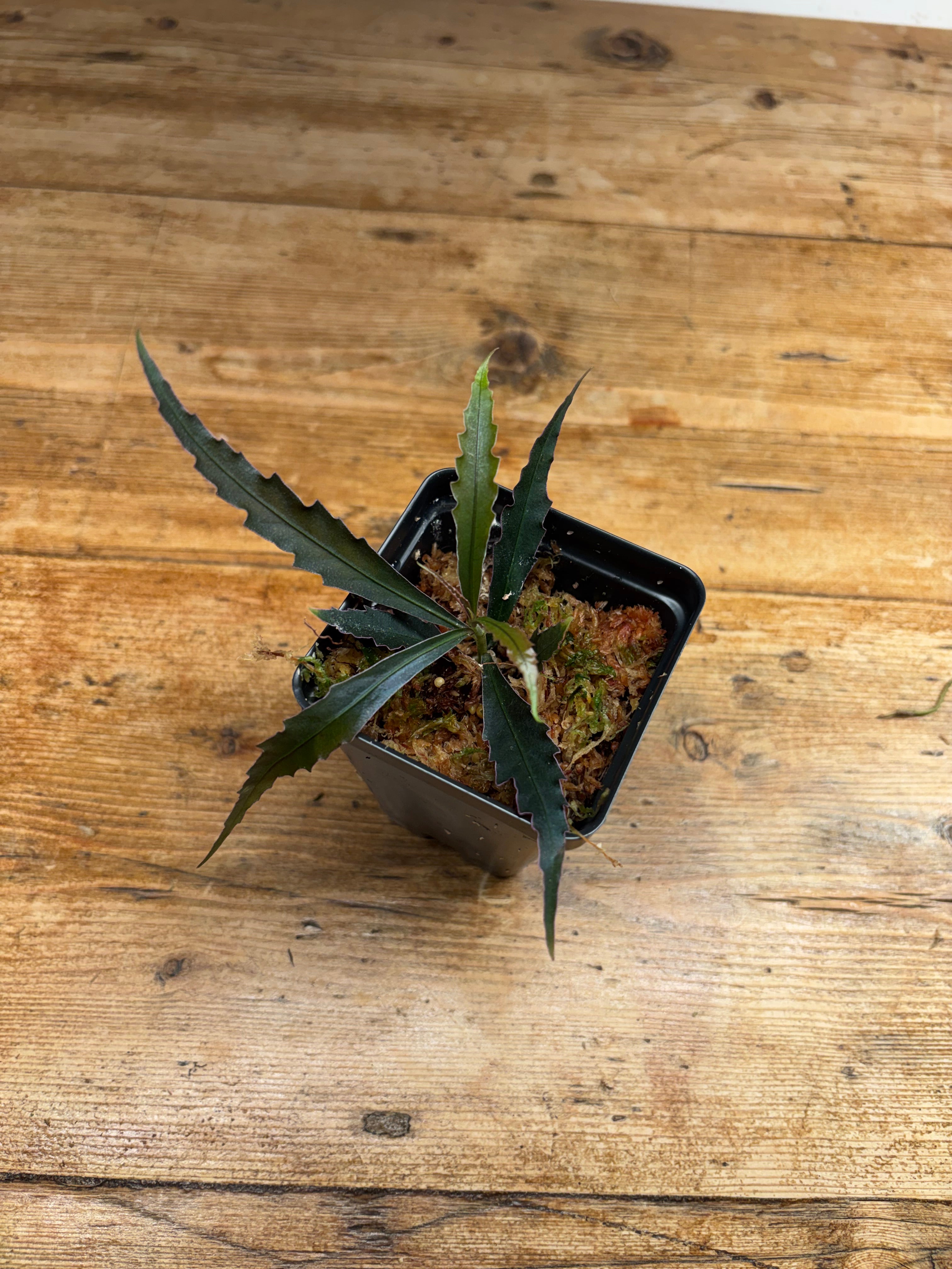 Labisia sp. 'Ferny'