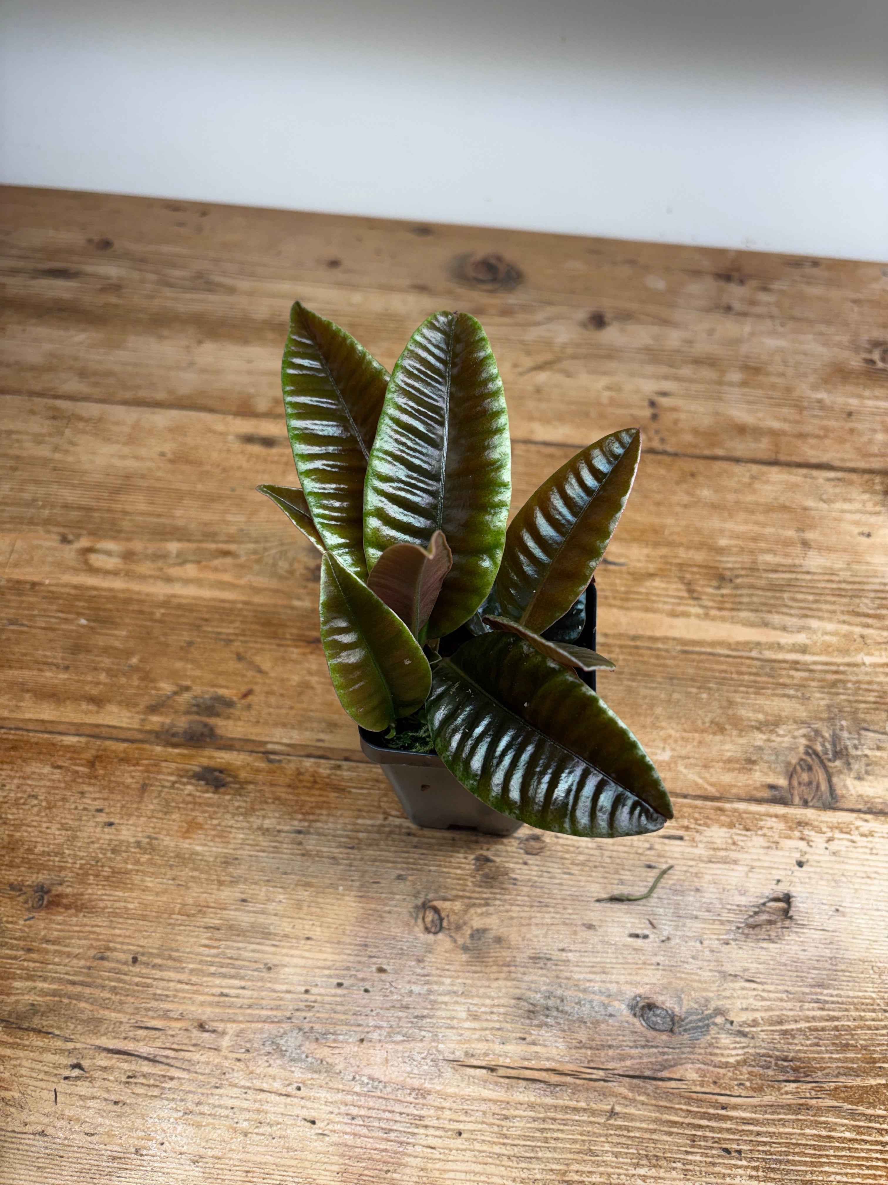 Labisia species 'Ribbed'