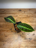 Emblemantha urnulata 'Fluo Green'
