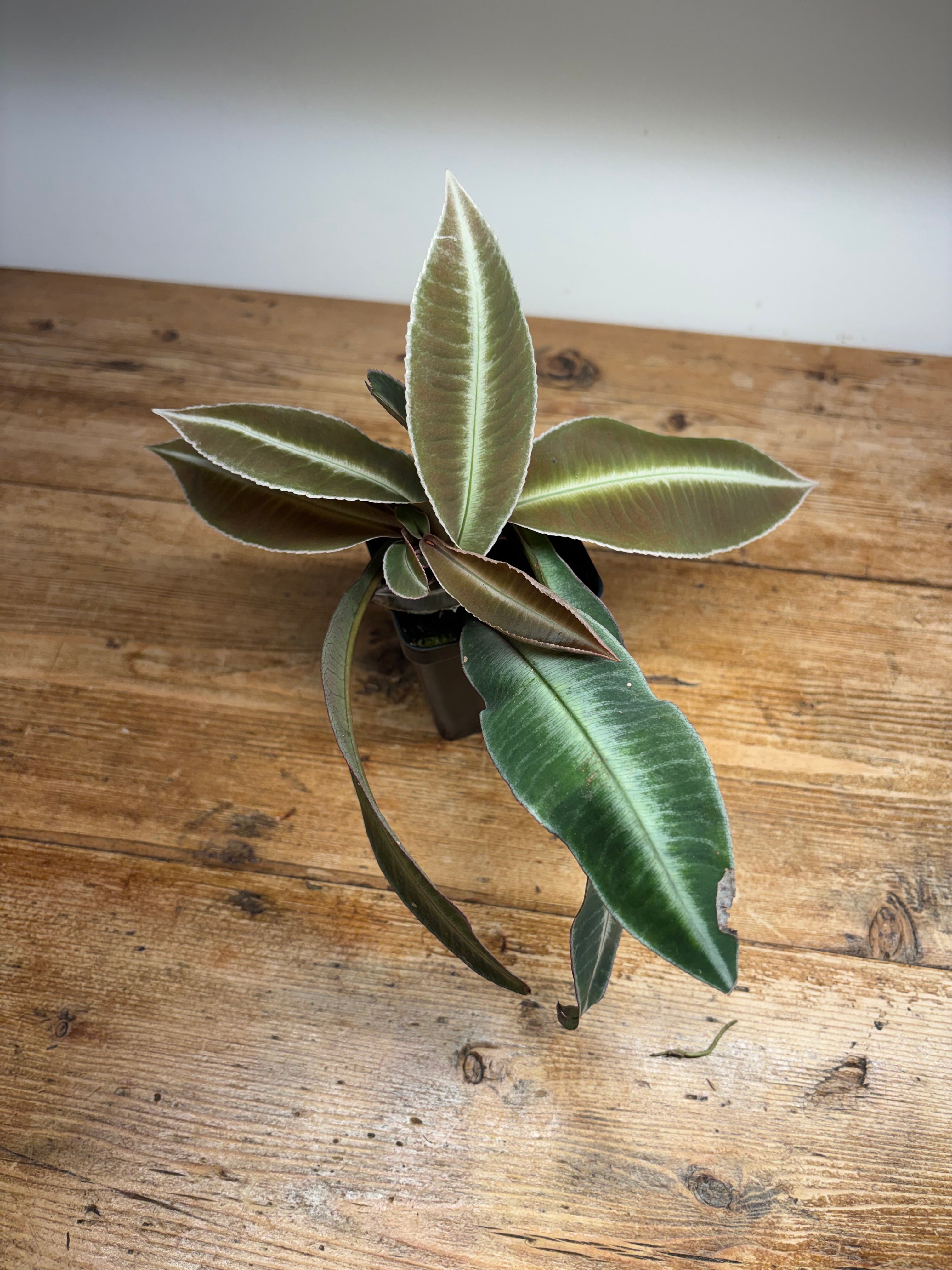 Labisia pumila 'Pink' (Kapuas Hulu, West Kalimantan, Indonesia)