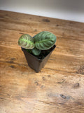 Labisia species 'Turtle Front'