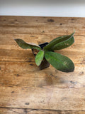 Ardisia mamillaria 'Green'