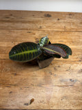 Labisia species (Jambi, Indonesia)