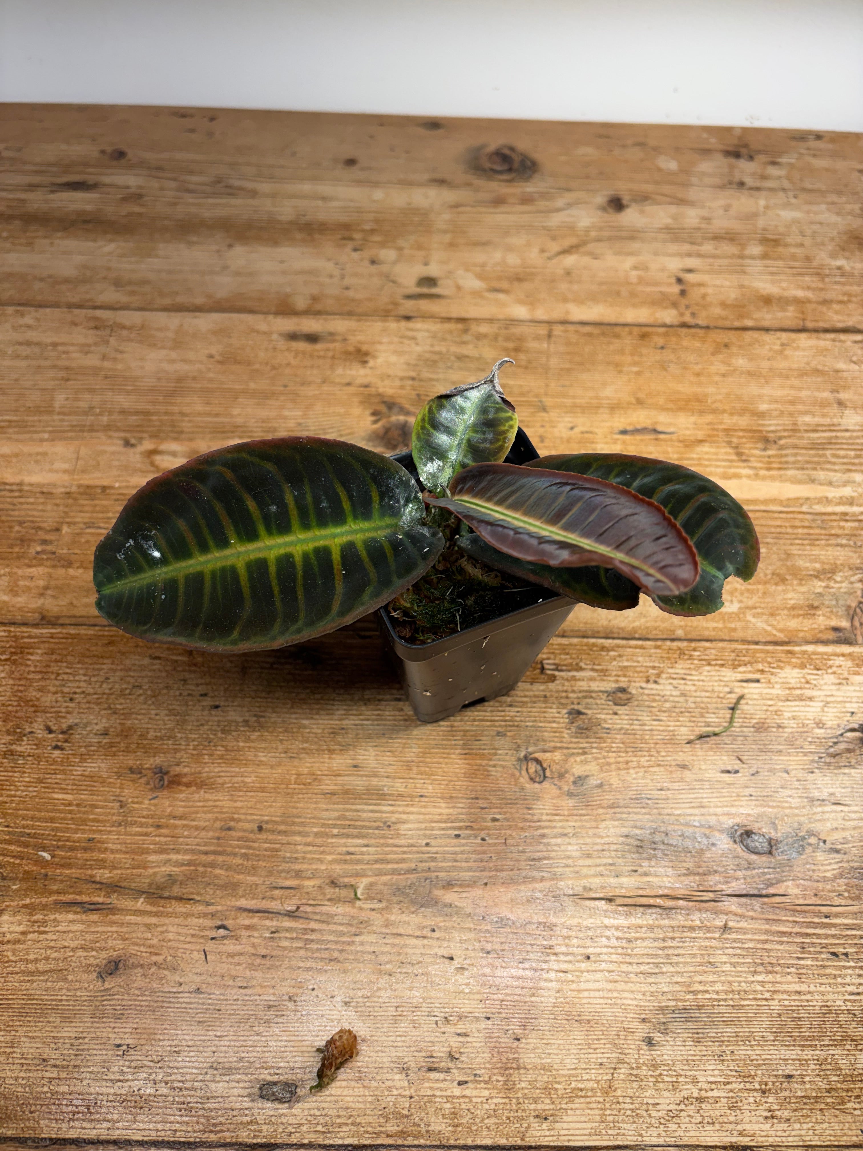 Labisia species (Jambi, Indonesia)