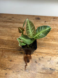 Ardisia species (Serimbu, Indonesia)