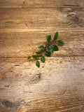 Marcgravia species 'Dark Serrated'