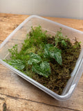 NoID sp. (Philippines) (Variegated)