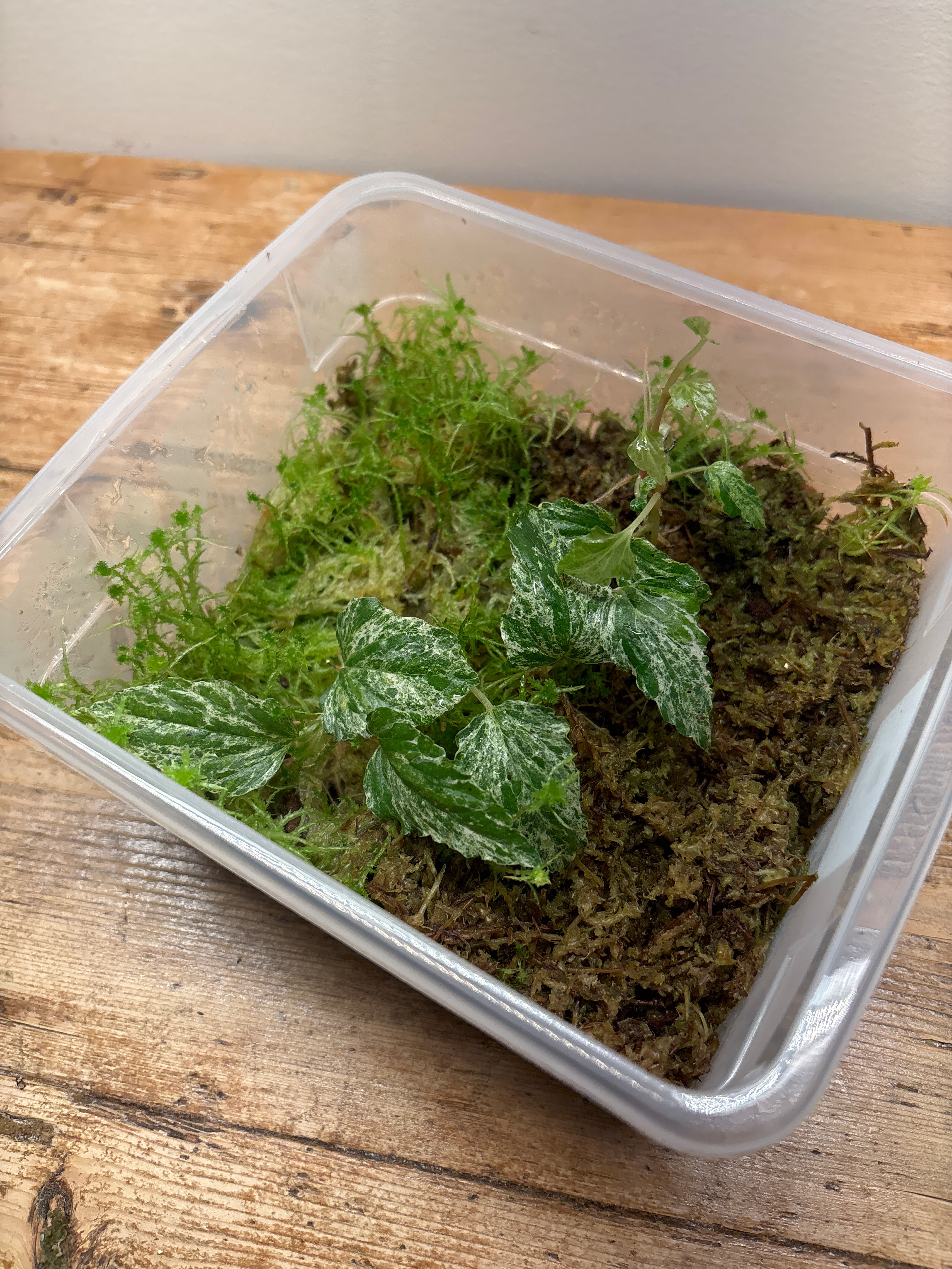 NoID sp. (Philippines) (Variegated)