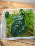 Scindapsus sp. (Borneo)