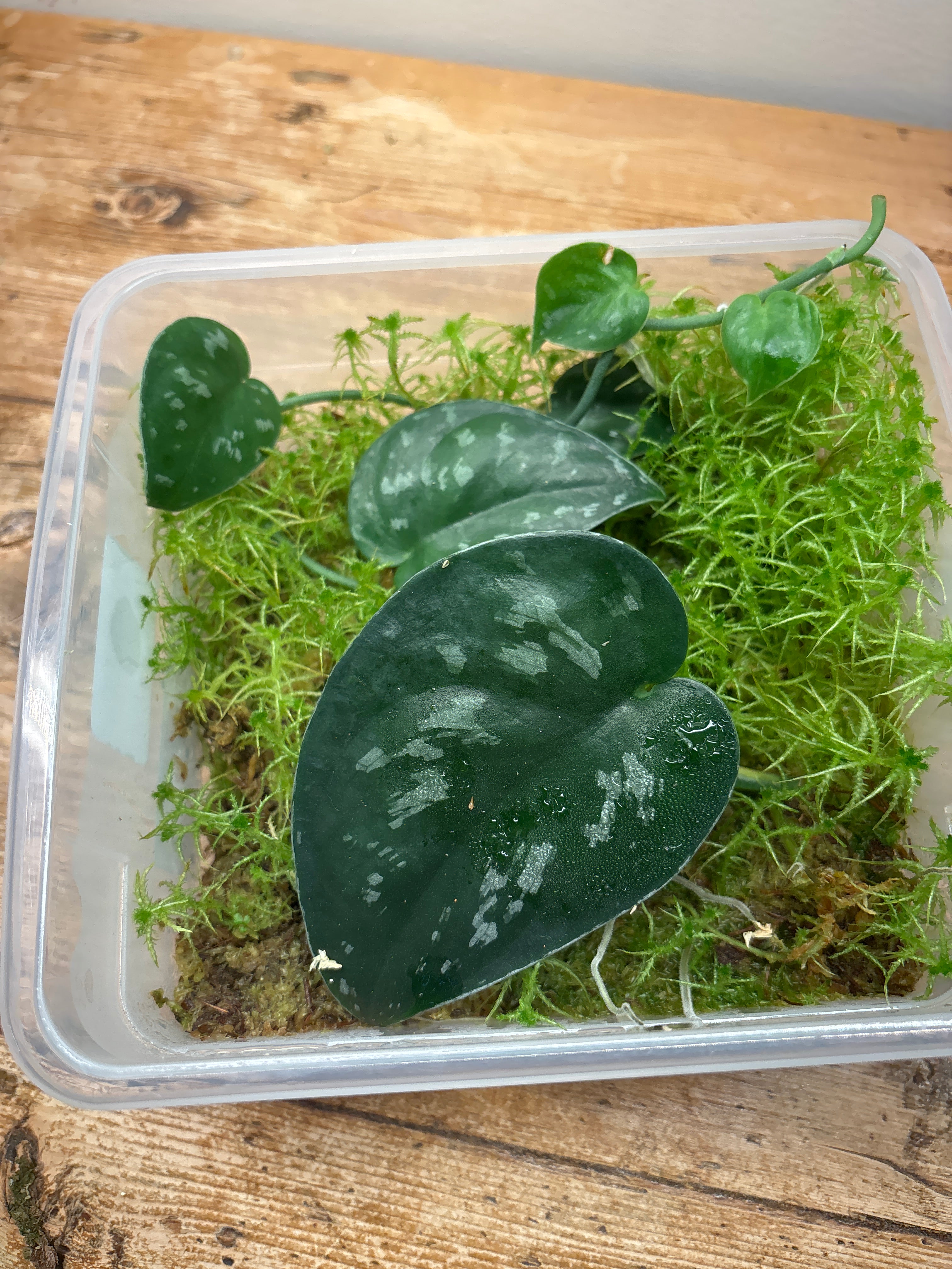 Scindapsus sp. (Borneo)
