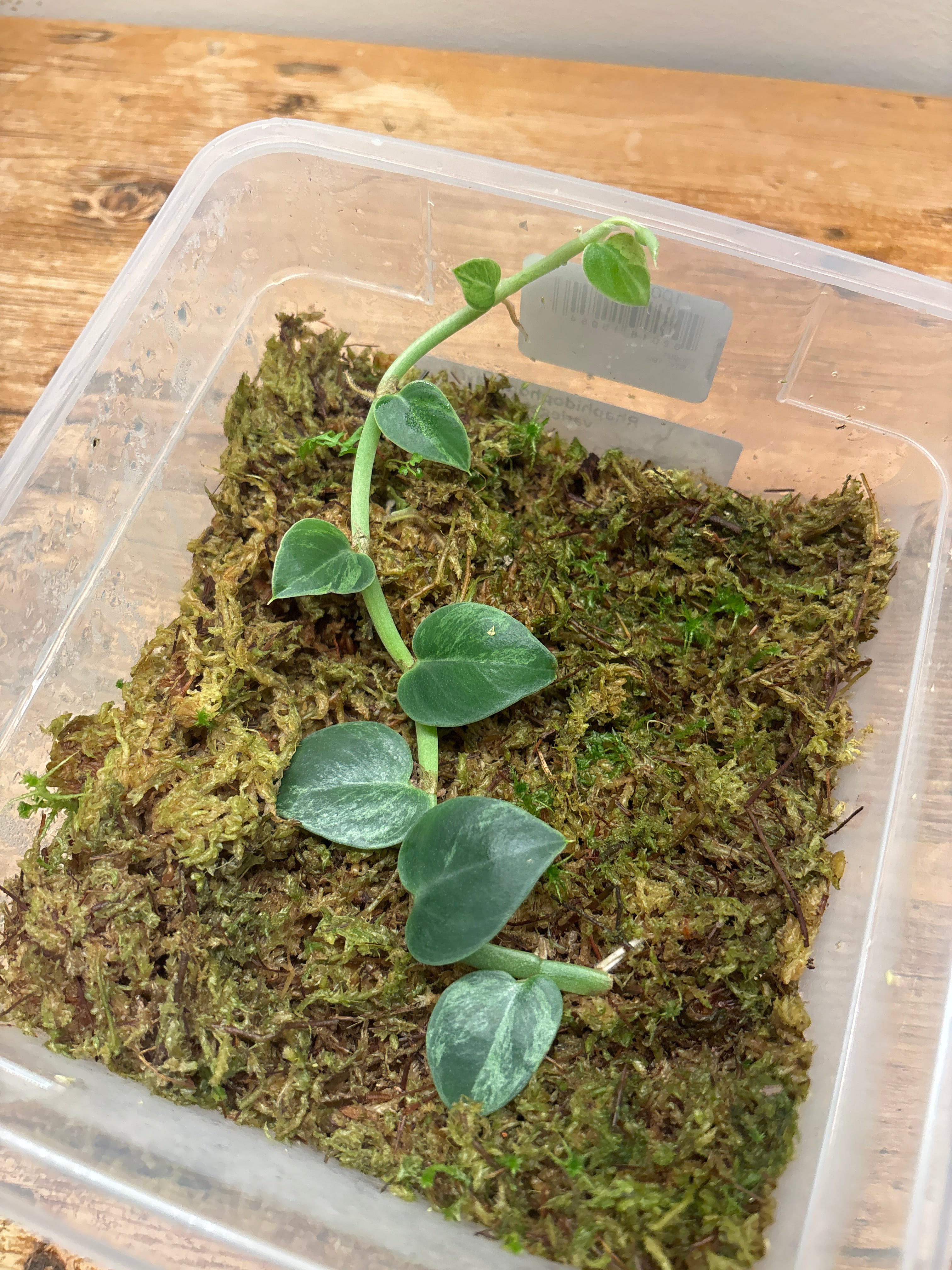 Rhaphidophora hayi variegated